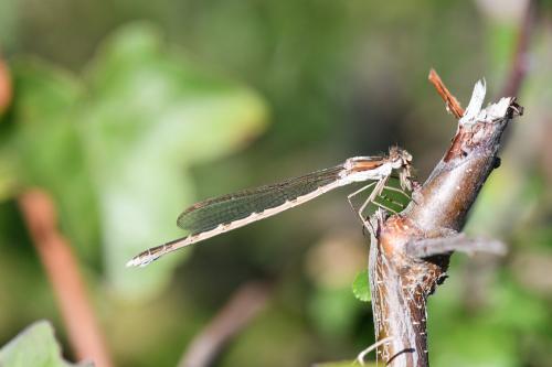 Sympecma fusca